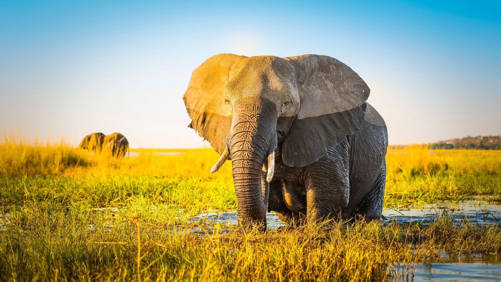 Elephant genes could hold the key to avoiding cancers, study thumbnail