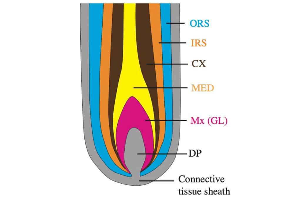 Cross section of a typical hair follicle