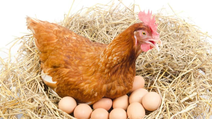 Image showing a hen and eggs
