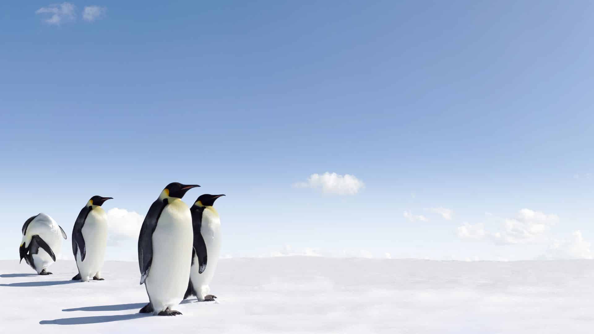 Jak pingwiny stają się ptakami oceanicznymi?