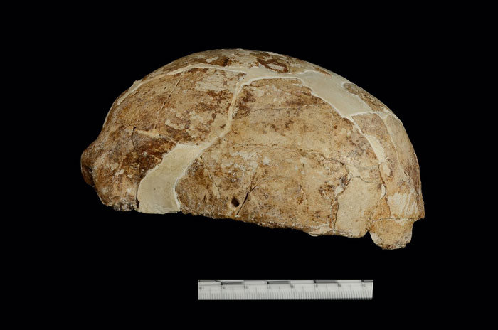 The lateral view of the skull unearthed from Red Dear Cave