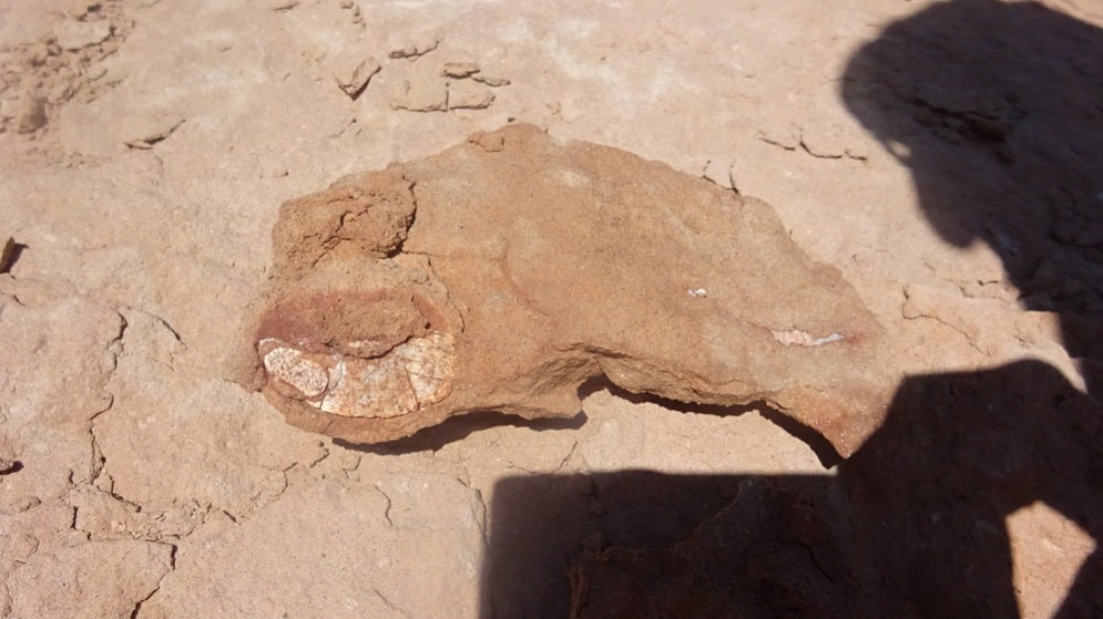 Fragmento de hueso fosilizado de la dermis