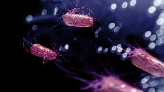 Image showing e. coli bacteria