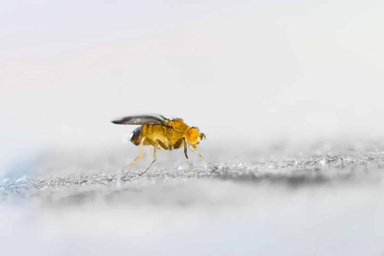 male and female fruit flies age