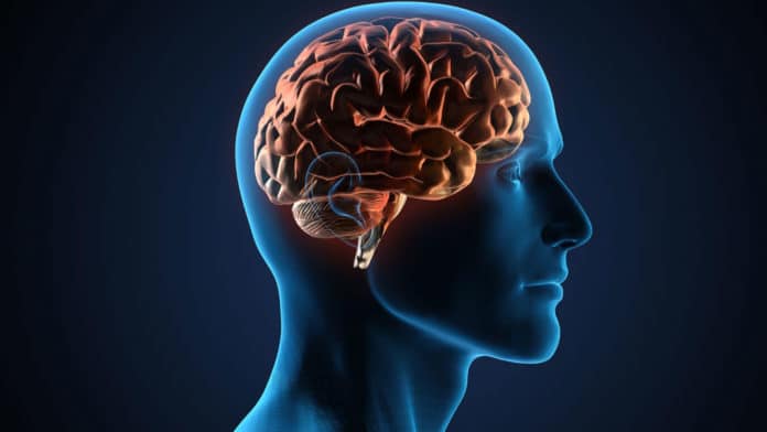 Image showing human brain