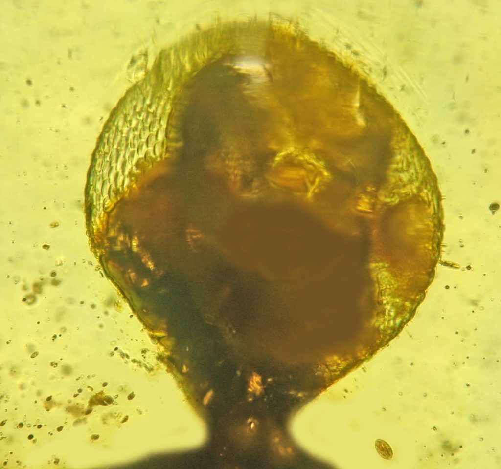 Palaeotanyrhina exophthalma