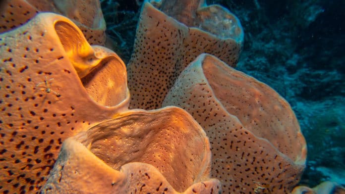 Image showing sea sponges