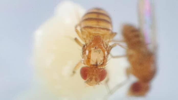 Drosophila melanogaster fruit fly