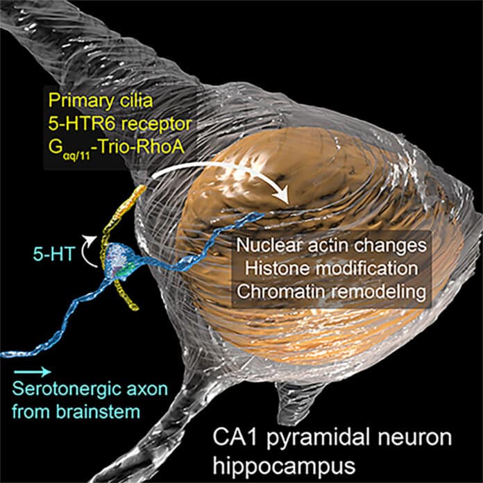 serotonergic axo-ciliary synapse