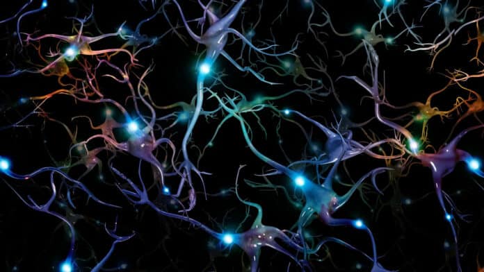 Image showing neurons