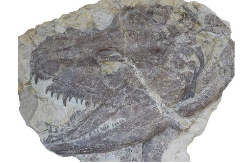 Ichthyosaurs Hauffiopteryx typicus