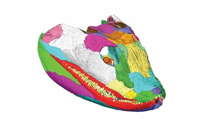 3D models of Ichthyosaurs skull