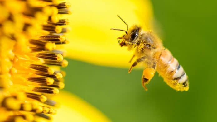 Image showing honeybee