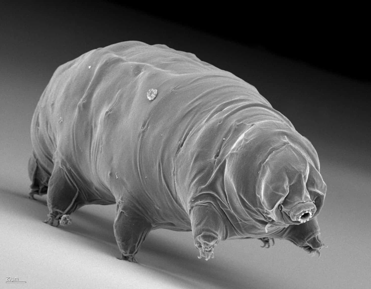 How do tardigrades survive freezing temperatures?
