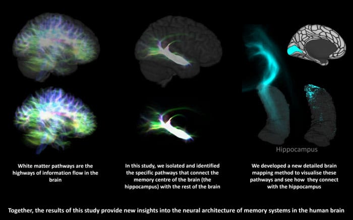 Graphic showing the hippocampus mapping process