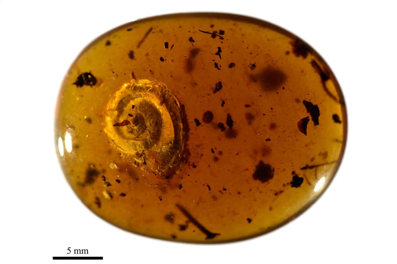 Discovered in 99-million-year-old amber: Archaeocyclotus brevivillosus sp. nov.