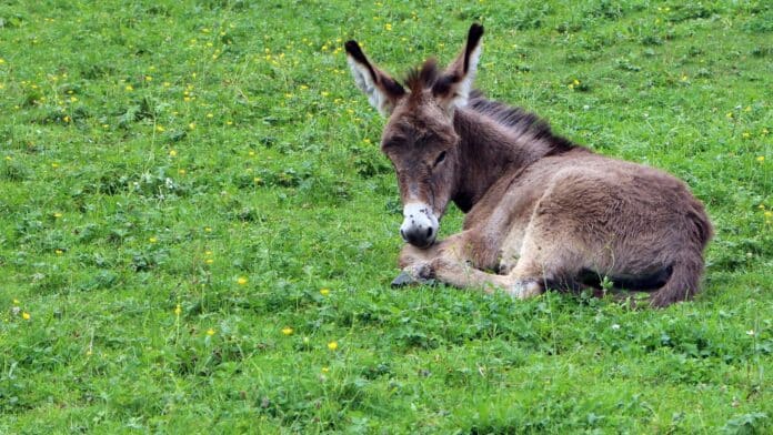 A donkey sitting on Grass