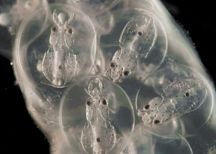 Four squid embryos in their egg sac.