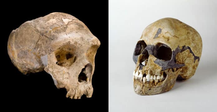 Neanderthals (left) and Homo sapiens