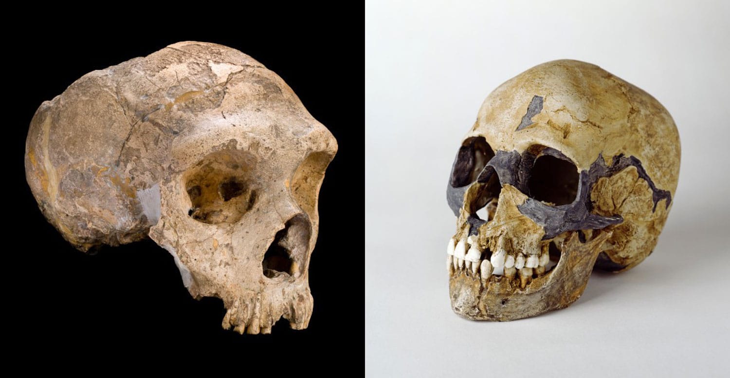 Neanderthals (left) and Homo sapiens