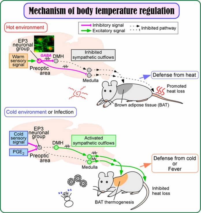 Mechanism of body temperature regulation