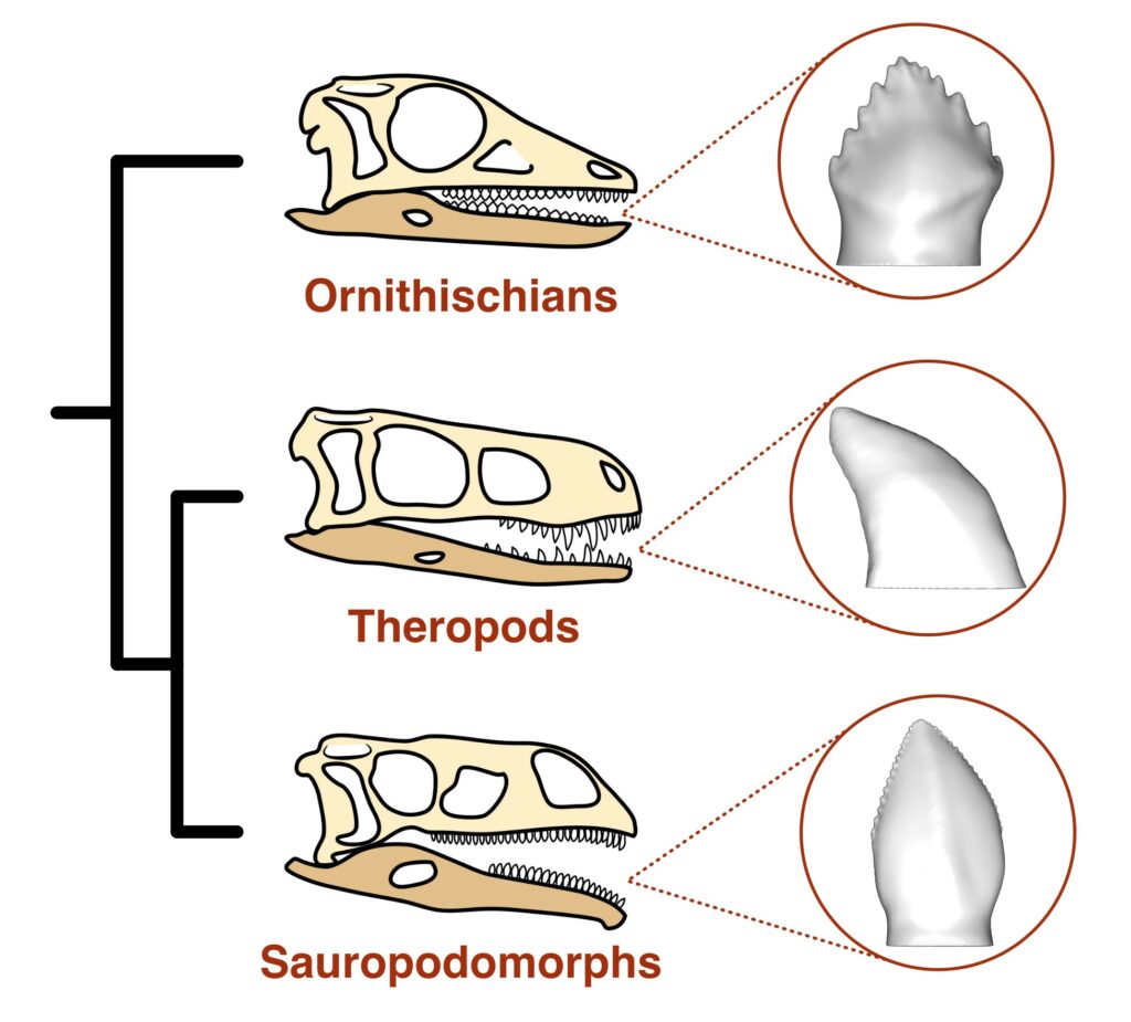 three main dinosaur lineages