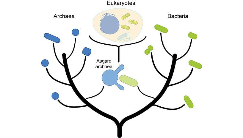 One of the currently most popular evolutionary theories assumes that eukaryotes 