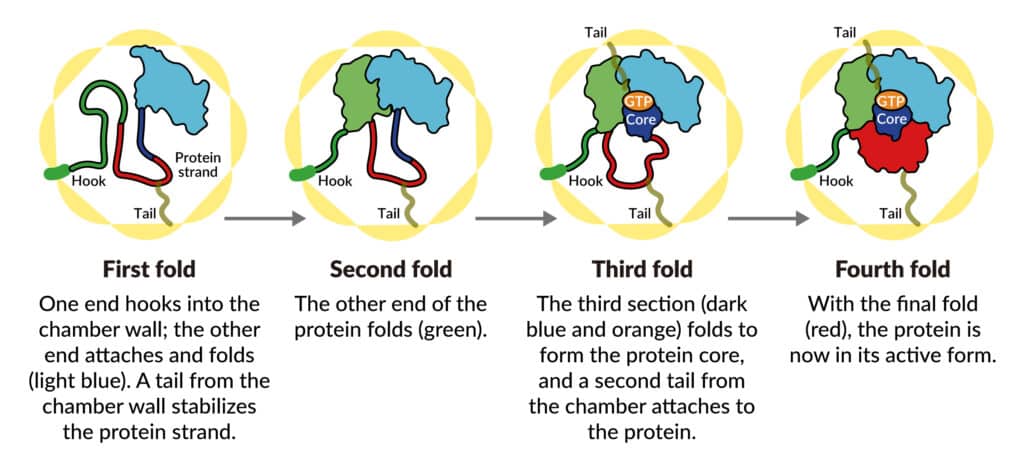 A SLAC-Stanford study revealed four intermediate steps in folding a human protein called tubulin, all directed by the inner walls of a cellular machine called TRiC (yellow). The process starts when a strand of tubulin enters the TRiC chamber. One end (green) hooks into the inner chamber wall; then the other end (light blue) attaches in another spot and folds, followed by the green end and two more folds of the middle sections (dark blue and red). The folding is directed by areas of electrostatic charge on the inner wall and by “tails” of protein dangling from the inner wall, which hold and stabilize the protein in the right configuration for the next step in folding. The protein core (dark blue) contains pockets (orange) where GTP, a molecule that stores and releases energy to power the cell’s work, plugs in. (Yanyan Zhao/Stanford University)