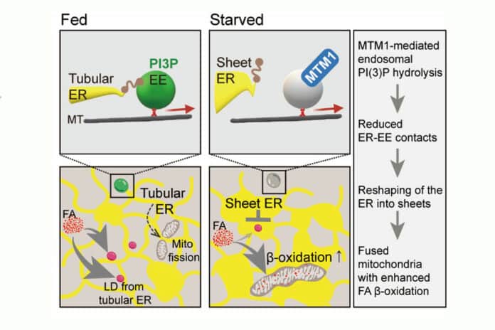 MTM1-mediated endosomal PI(3)P signaling