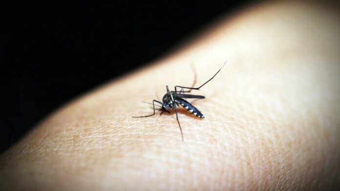 Image showing mosquito on skin