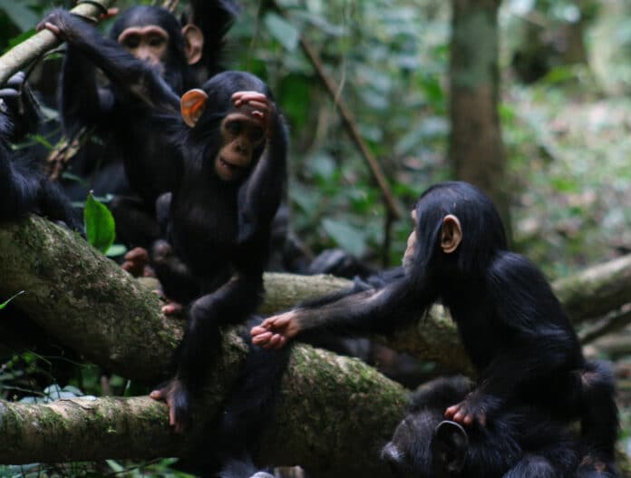 Chimpanzees use lots of different gestures to communicate, like this “reach” which they usually use to ask for food. Participants selected the right meaning for the reach gesture and were overall able to understand ape gestures.