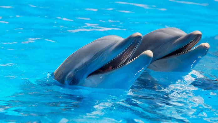 Image showing dolphins