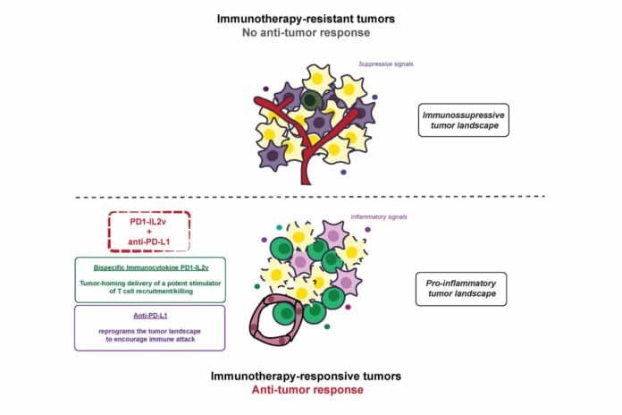 immunotherapy responsive tumors