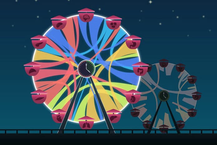 Ferris wheel displays the interconnected organ systems