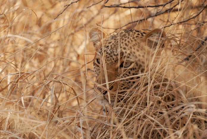 Most predatory attacks occurred in low-income regions, especially India (72%) and south-eastern Africa (14%), where leopards were among the most frequently involved felids. For most encounters, the victims of leopards were mainly children.