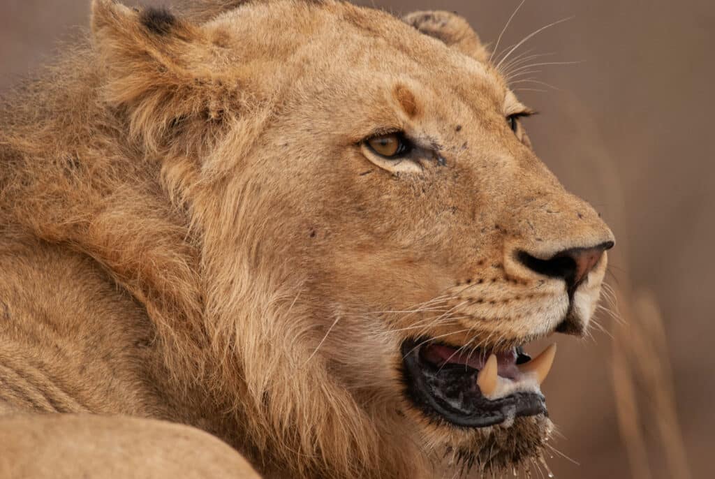 Big cats such as lions caused more deaths overall, with 65% of feline attacks being fatal, followed by canids (49%) and ursids (9%). Most of the fatal attacks occurred in low-income countries and lion attacks were mainly predatory, i.e. incidents of attacking humans for the likely purpose of being consumed.