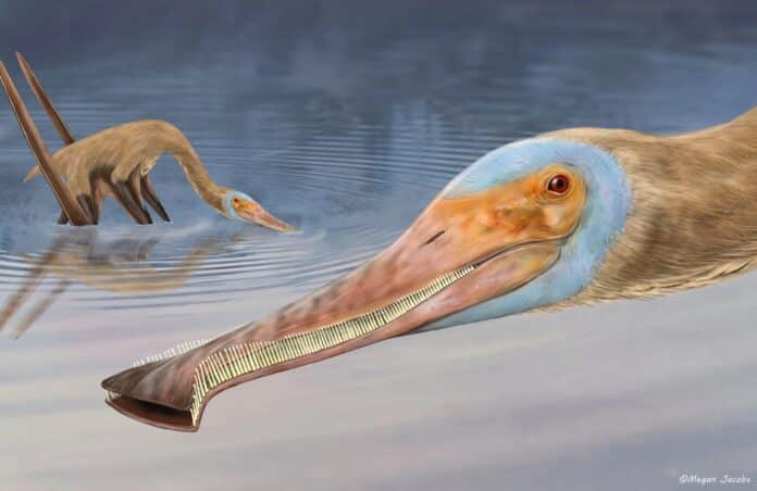 new species of pterosaur