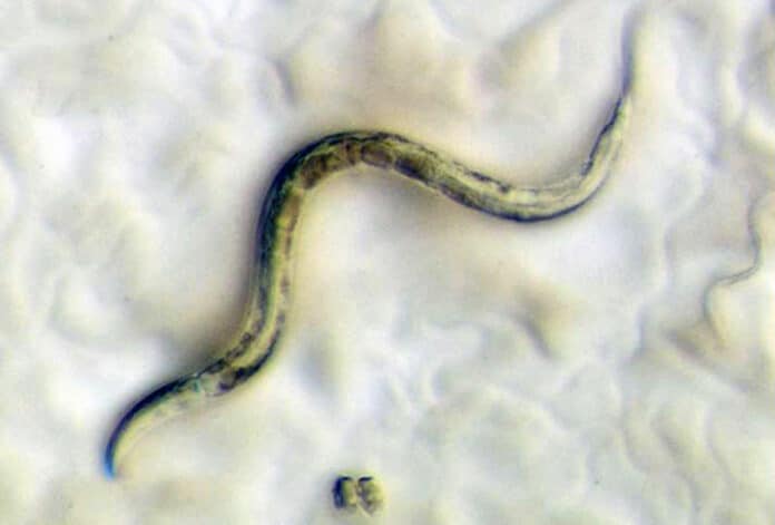 short-lived roundworm