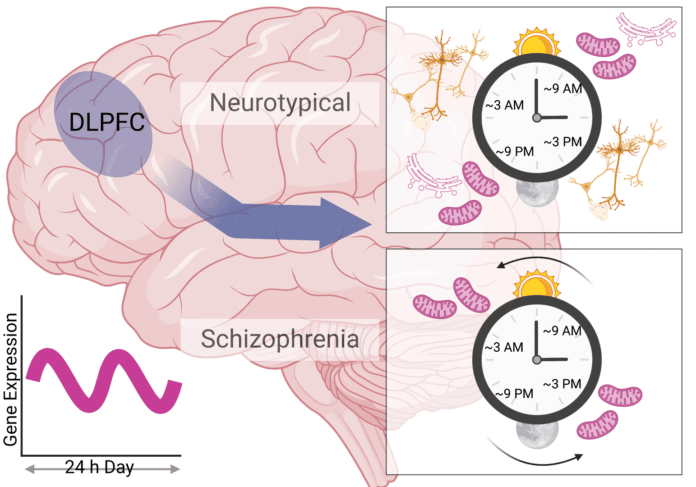 Twelve-hour rhythms in the human dorsolateral prefrontal cortex (DLPFC) are abnormal in schizophrenia.