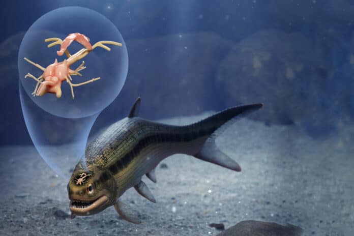 319-million-year-old fish