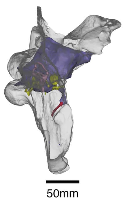 Baryonyx endocast and braincase