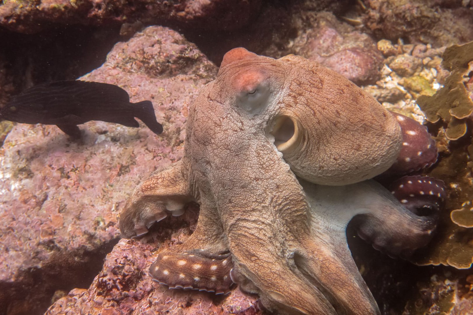 Imagen que muestra un pulpo de arrecife salvaje