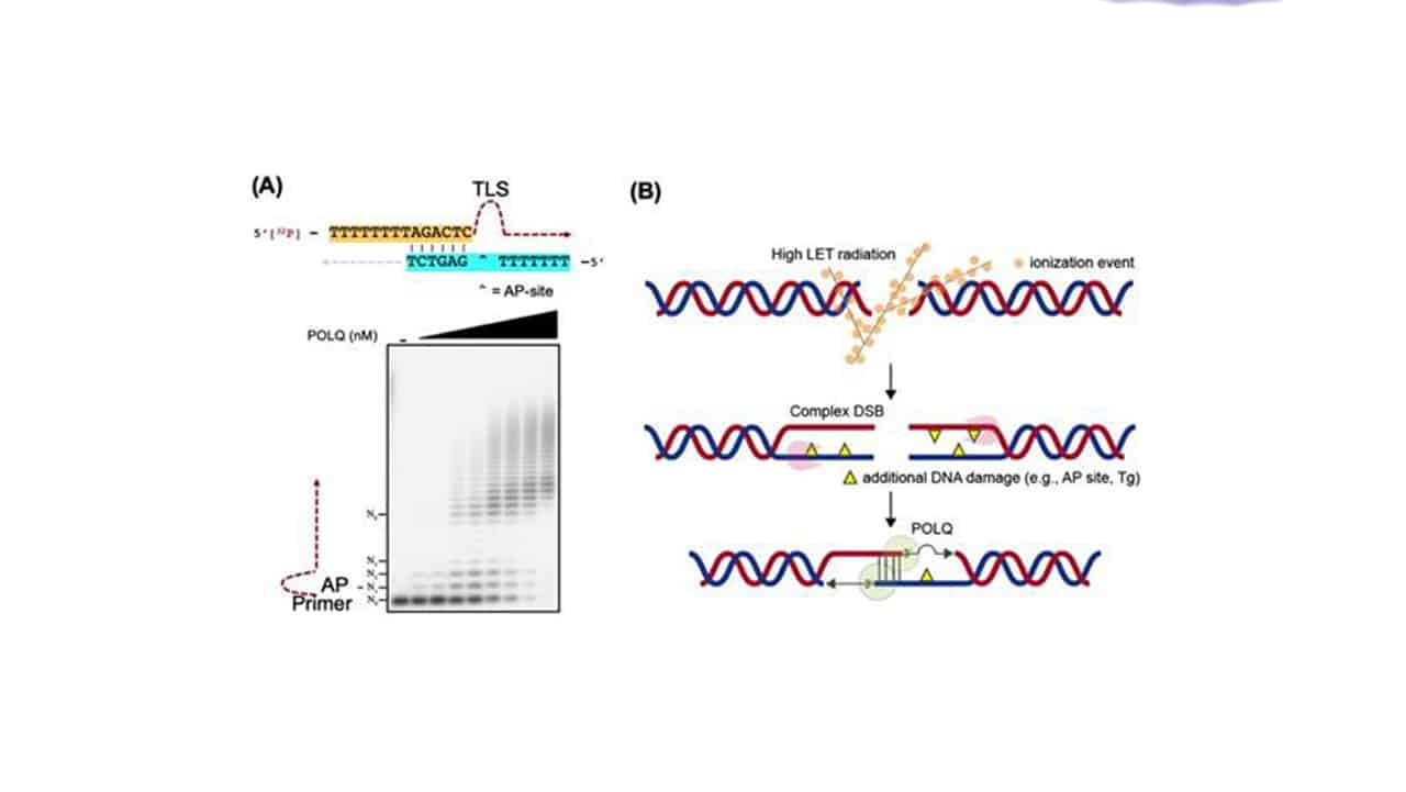 POLQ is able to anneal two single-stranded DNA tails utilizing a short homology sequence and is able to bypass DNA damage