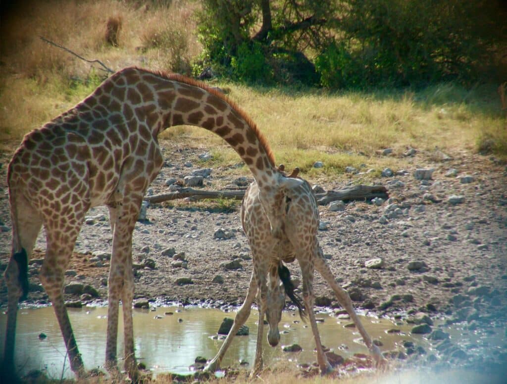 female giraffe drinks