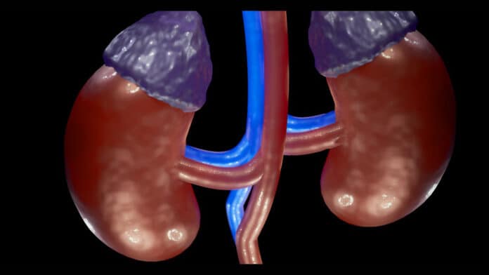 Image showing kidney
