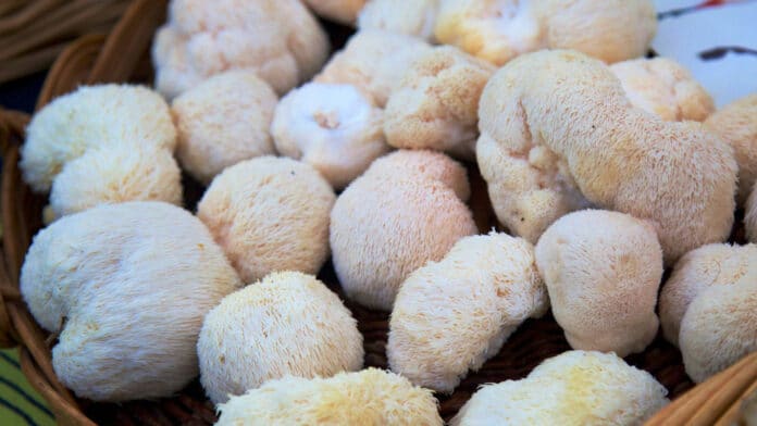 Image showing Lion's Mane mushrooms