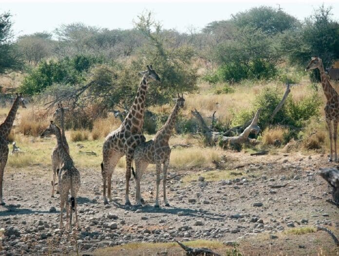 male giraffe mates with a female giraffe