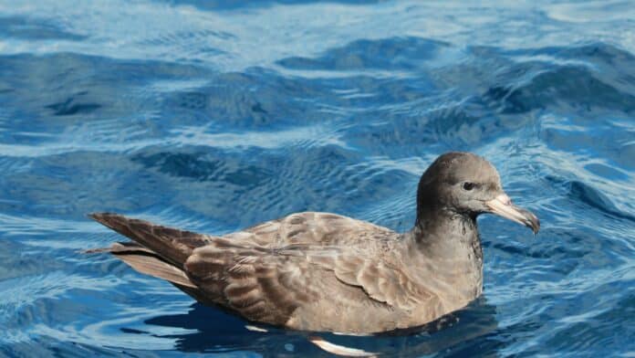 Image showing Flesh-footed shearwaters