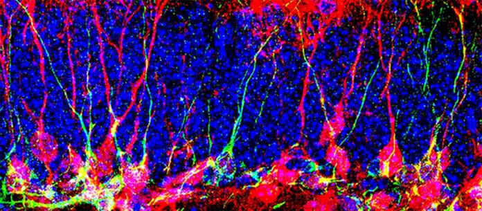 Newly produced neurons
