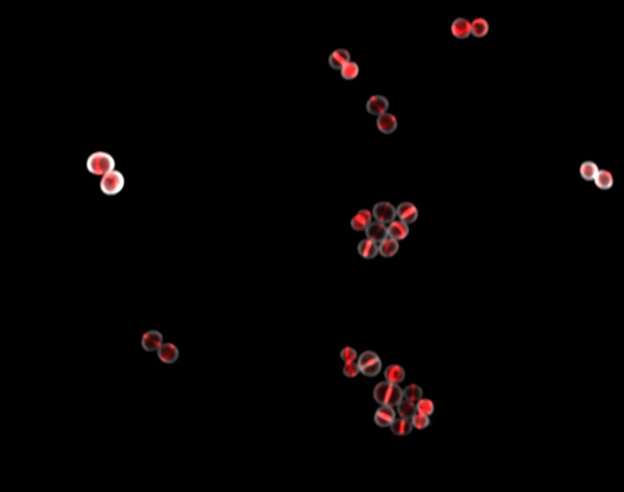 Image showing Red fluorescent cell division.